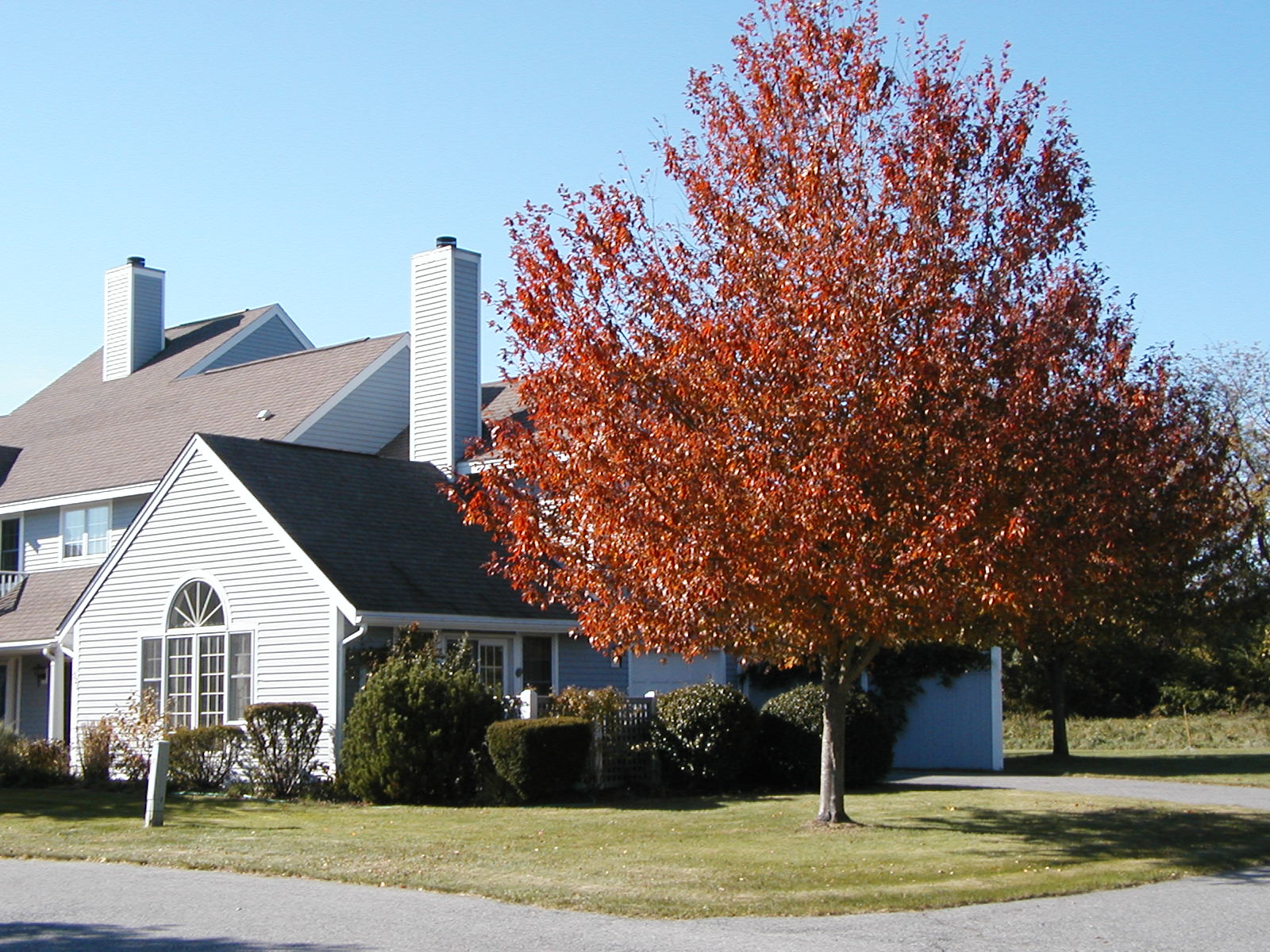 Photo of tree in autumn at Whitehall.