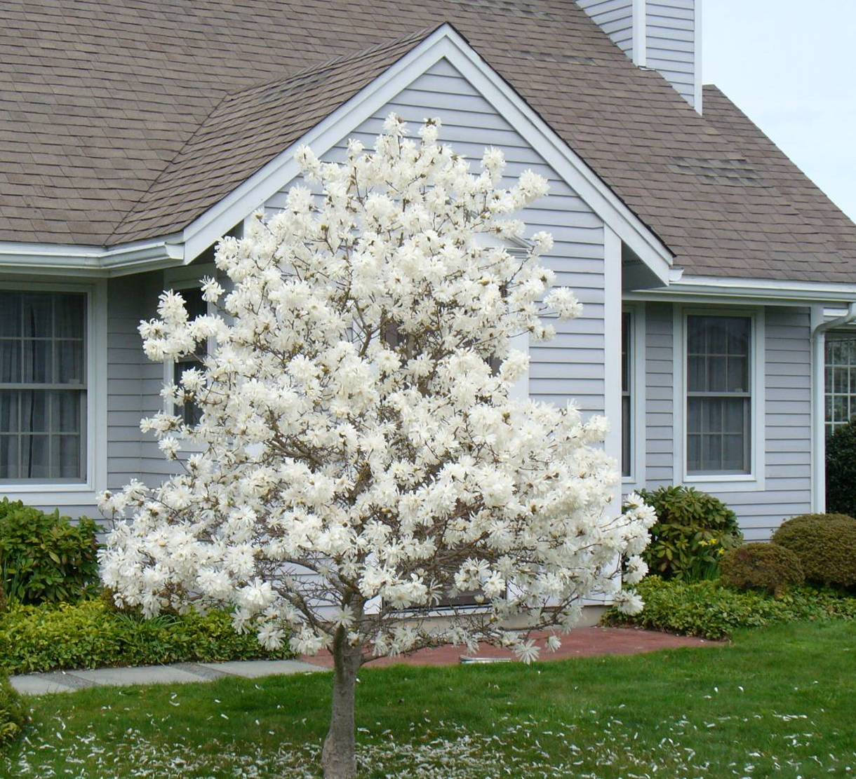 Photo of cherry tree at Whitehall.